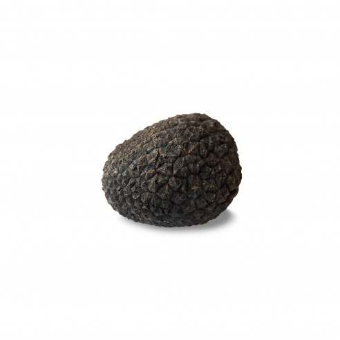 Trufa negra extra de Teruel de primera calidad - Trufas Pinazo