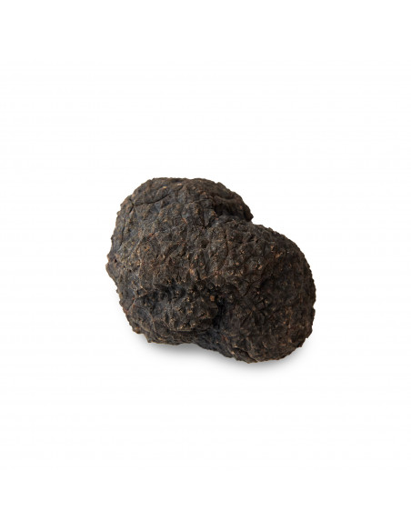Venta online de Trufa de primera de Teruel- Trufas Pinazo