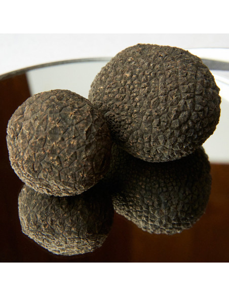 Trufa negra extra de Teruel de primera calidad - Trufas Pinazo