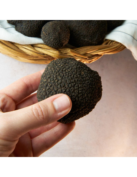 Trufa negra extra de Teruel de primera calidad - Trufas Pinazo