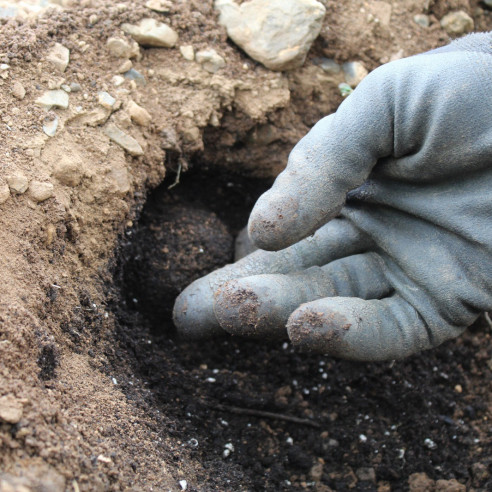 Trufa negra extra de Teruel de primera calidad - Trufas Pinazo