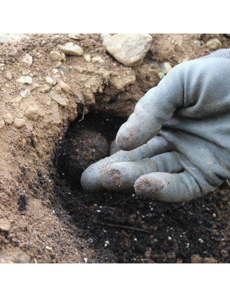 Trufa negra extra de Teruel de primera calidad - Trufas Pinazo